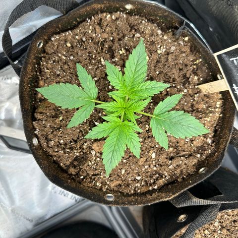 RQS Epsilon F1  #2 growlog timeline photo