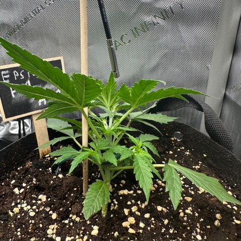 RQS Epsilon F1  #1 growlog photo: Started LST
