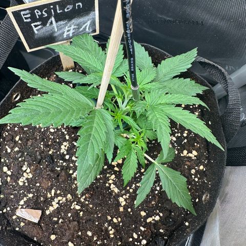 RQS Epsilon F1  #1 growlog photo: Started LST