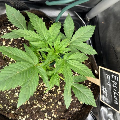 RQS Epsilon F1  #2 growlog timeline photo