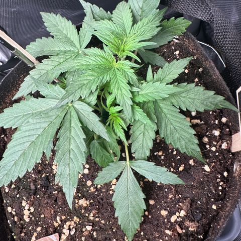 RQS Epsilon F1  #1 growlog timeline photo