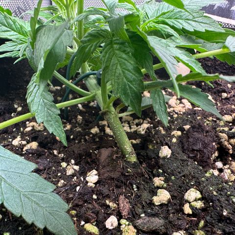 RQS Epsilon F1  #1 growlog timeline photo
