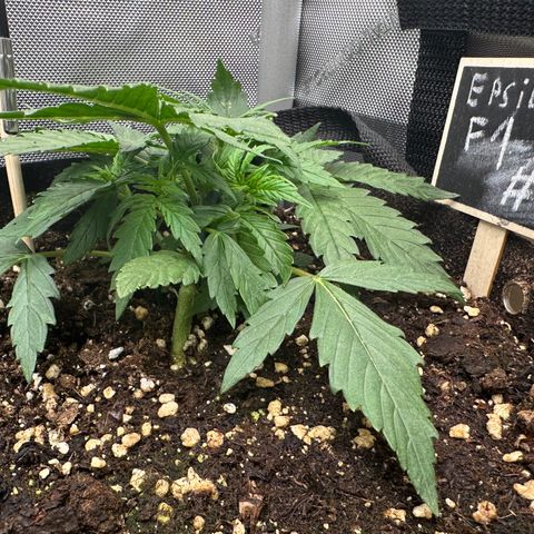 RQS Epsilon F1  #1 growlog timeline photo