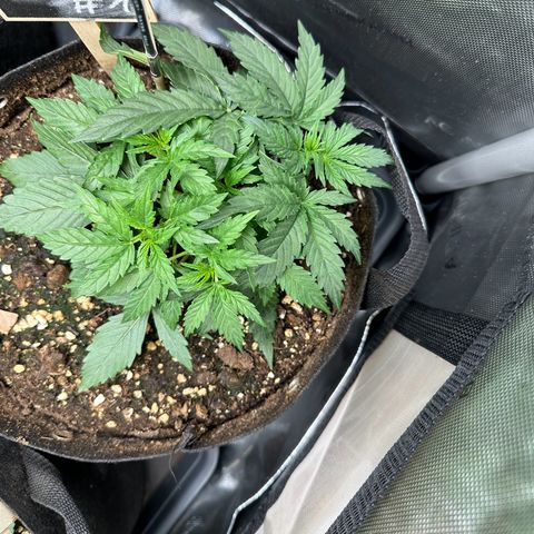 RQS Epsilon F1  #1 growlog timeline photo