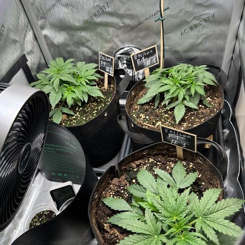 RQS Epsilon F1  #1 growlog timeline photo