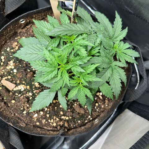 RQS Epsilon F1  #1 growlog timeline photo