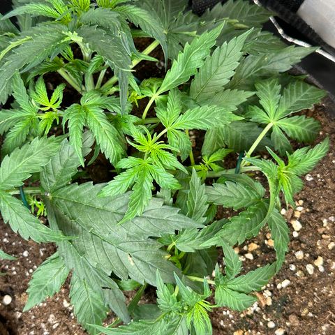 RQS Epsilon F1  #1 growlog photo: Continued LST and light defoliation of the leaves that were in contact with the substrate to prevent fungal infections