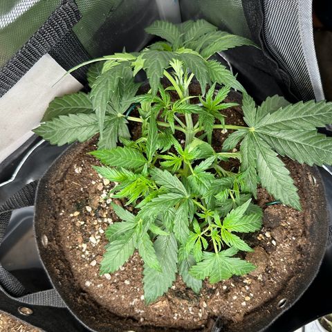 RQS Epsilon F1  #1 growlog photo: Continued LST and light defoliation of the leaves that were in contact with the substrate to prevent fungal infections
