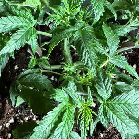 RQS Epsilon F1  #1 growlog photo: Continued LST and light defoliation of the leaves that were in contact with the substrate to prevent fungal infections