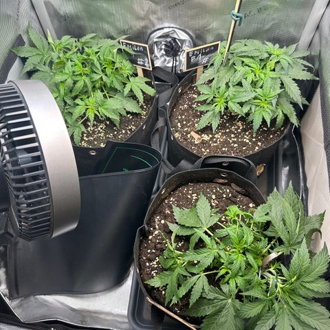 RQS Epsilon F1  #1 growlog timeline photo
