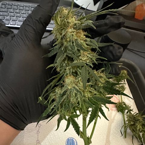 RQS Epsilon F1  #1 growlog timeline photo