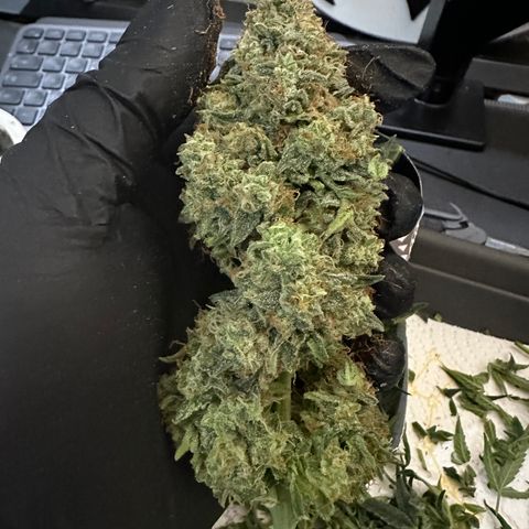 RQS Epsilon F1  #1 growlog timeline photo