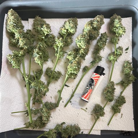 RQS Epsilon F1  #1 growlog timeline photo