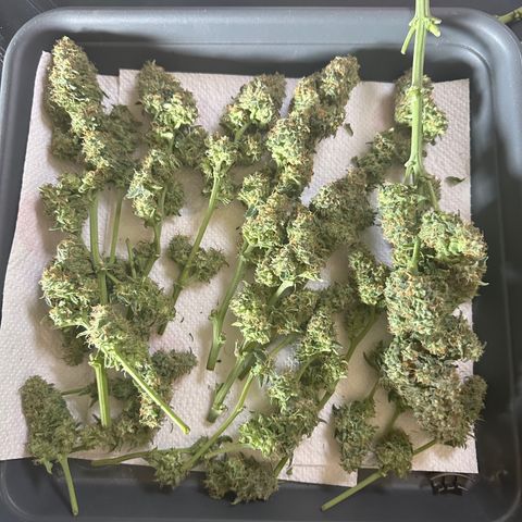 RQS Epsilon F1  #1 growlog timeline photo