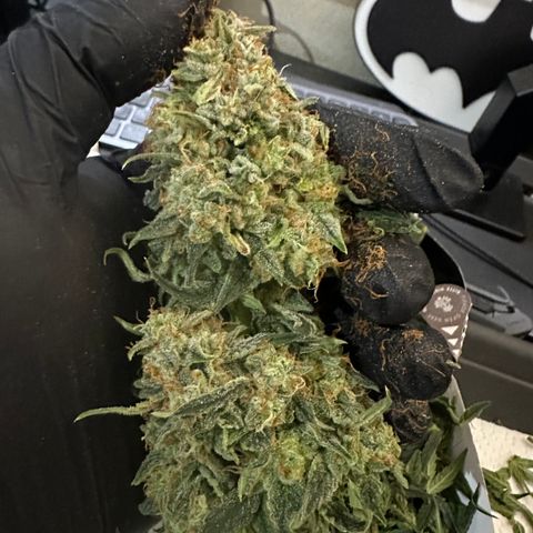 RQS Epsilon F1  #1 growlog timeline photo