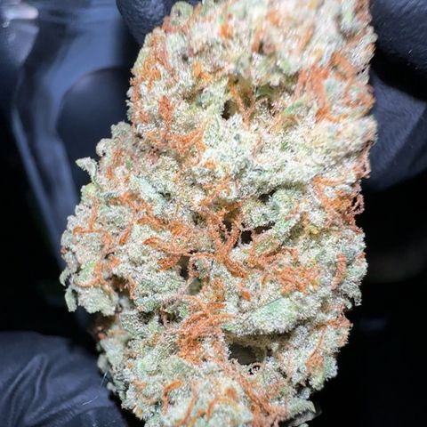 RQS Epsilon F1  #1 growlog photo: After 4 weeks curing at 62% in Grovebags