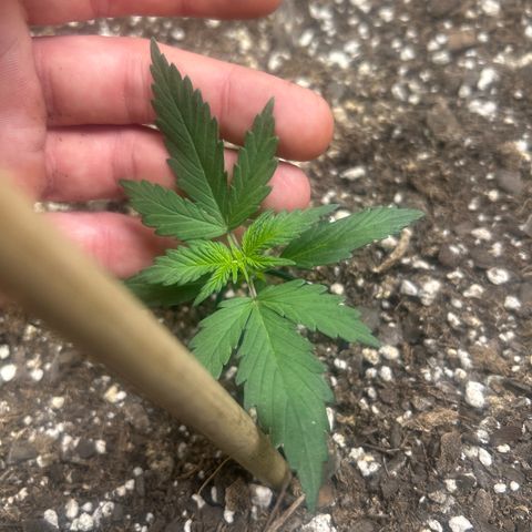 Fat Banana Automatic growlog timeline photo