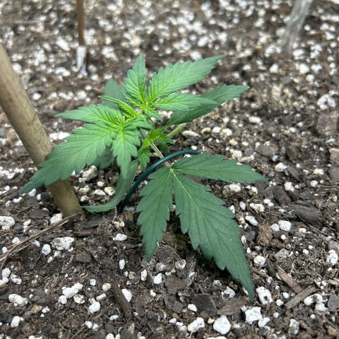 Fat Banana Automatic growlog timeline photo