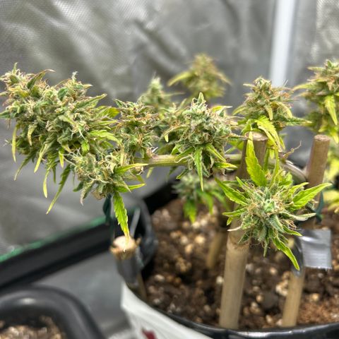 Sherbet Queen Automatic growlog timeline photo