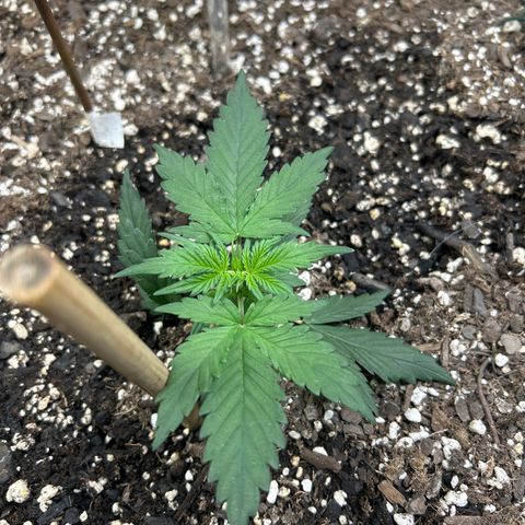 Fat Banana Automatic growlog timeline photo