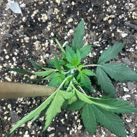 Fat Banana Automatic growlog timeline photo