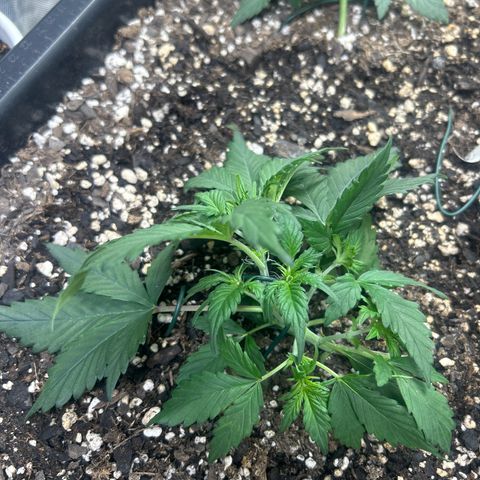 Fat Banana Automatic growlog timeline photo