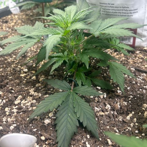 Fat Banana Automatic growlog timeline photo