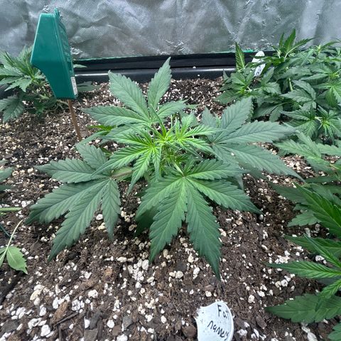 Fat Banana Automatic growlog timeline photo
