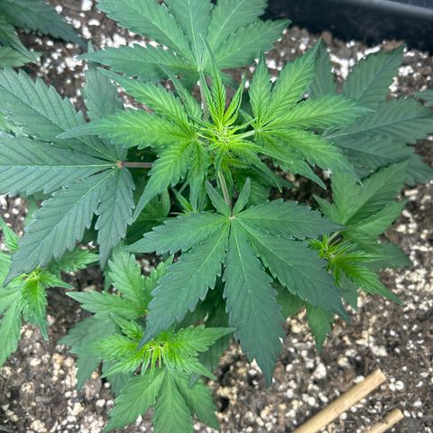 Fat Banana Automatic growlog timeline photo