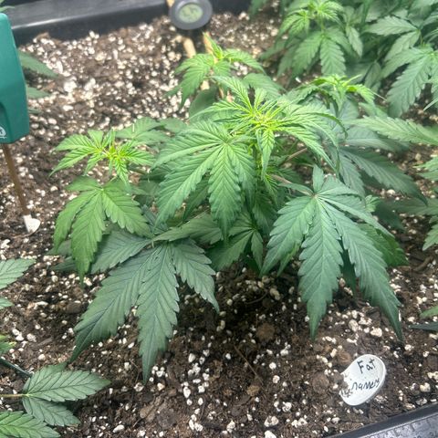 Fat Banana Automatic growlog timeline photo