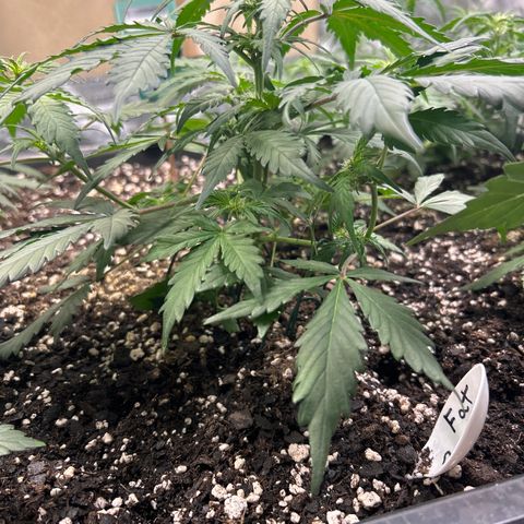 Fat Banana Automatic growlog timeline photo