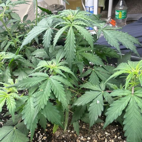 Fat Banana Automatic growlog timeline photo