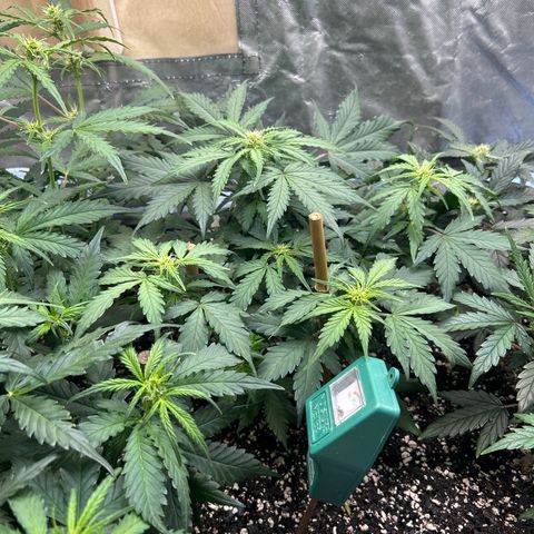 Fat Banana Automatic growlog timeline photo
