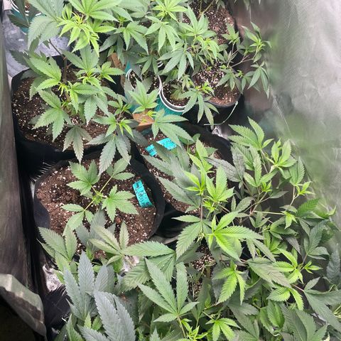 Banana Punch  growlog photo: 2nd day flushing 