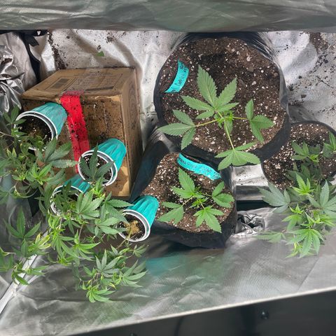 Banana Punch  growlog timeline photo