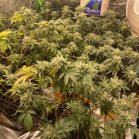 Banana Punch  growlog timeline photo