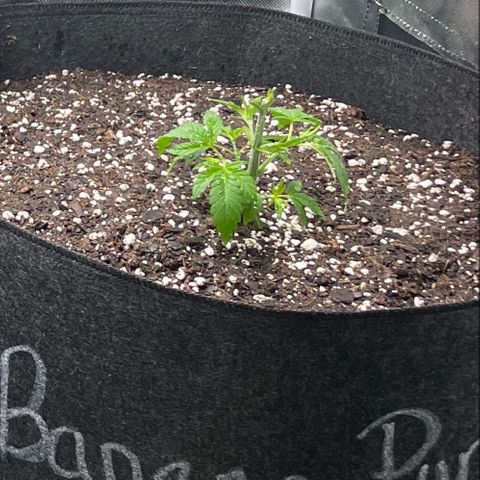 Banana Punch  growlog timeline photo