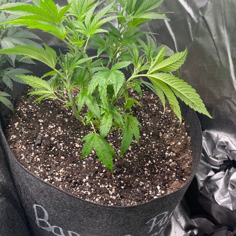 Banana Punch  growlog timeline photo