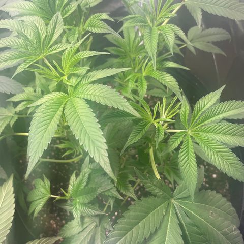 Banana Punch  growlog timeline photo