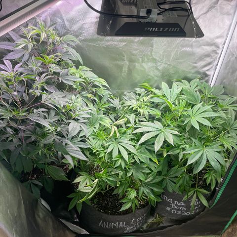 Banana Punch  growlog timeline photo