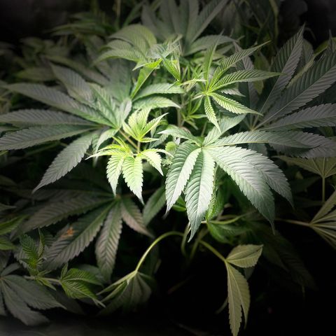 Banana Punch  growlog timeline photo