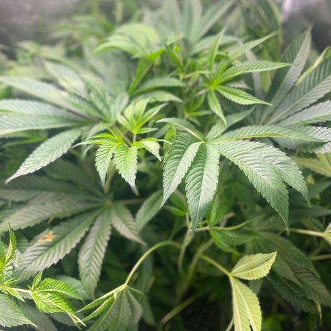 Banana Punch  growlog timeline photo