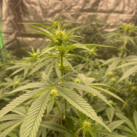 Banana Punch  growlog timeline photo