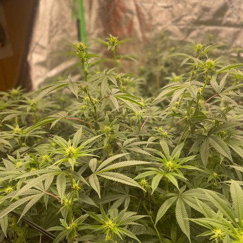 Banana Punch  growlog timeline photo