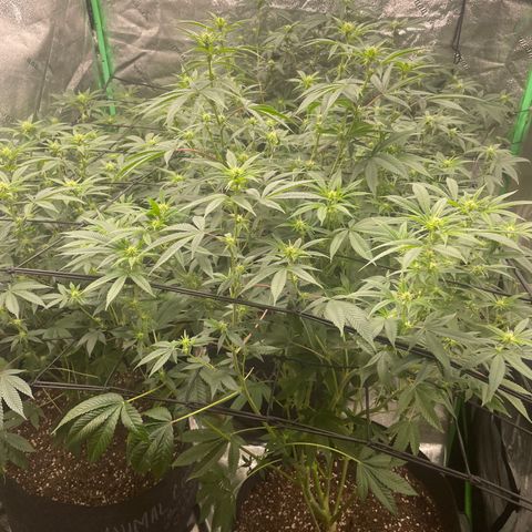 Banana Punch  growlog timeline photo