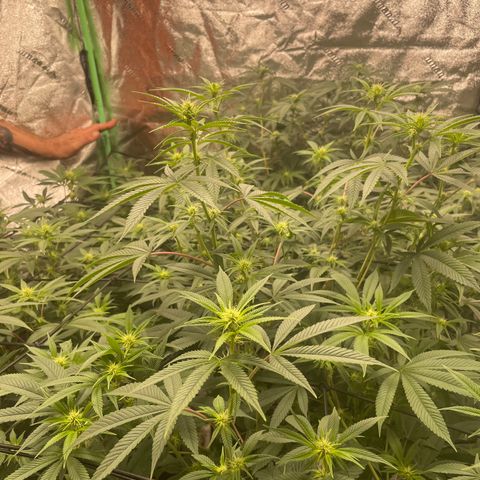 Banana Punch  growlog timeline photo