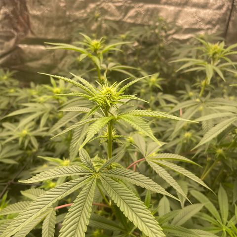 Banana Punch  growlog timeline photo