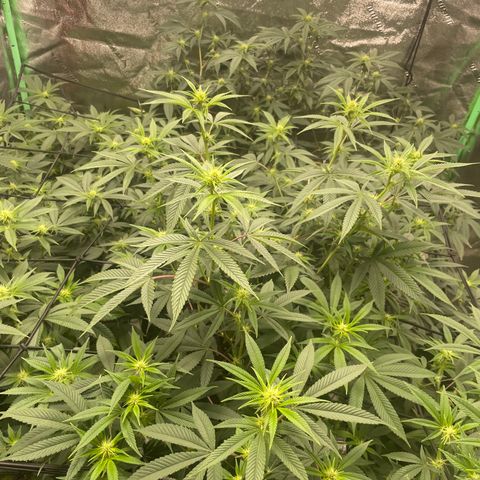 Banana Punch  growlog timeline photo