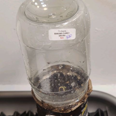 Banana Candy Krush growlog photo: Cotyledon have popped through surface. Should stand up in the next 24 hours. 
Tap root already visible at bottom of peat pellet. Have transplanted to a small Pringles can with holes drilled in it. Seedling soil mix is heavy EWC with some 'standard' soil mix and extra pumice. Mixture is wet, hopefully doesn't drown seedling. Next transplant will be to final fabric pot. 