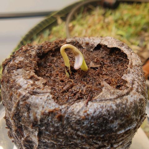 Banana Candy Krush growlog photo: Cotyledon have popped through surface. Should stand up in the next 24 hours. 
Tap root already visible at bottom of peat pellet. Have transplanted to a small Pringles can with holes drilled in it. Seedling soil mix is heavy EWC with some 'standard' soil mix and extra pumice. Mixture is wet, hopefully doesn't drown seedling. Next transplant will be to final fabric pot. 